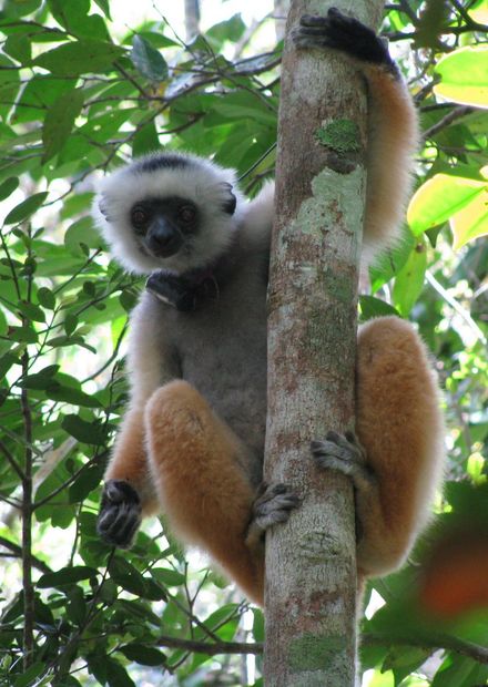 File:Diadem sifaka andasibe.JPG ...
