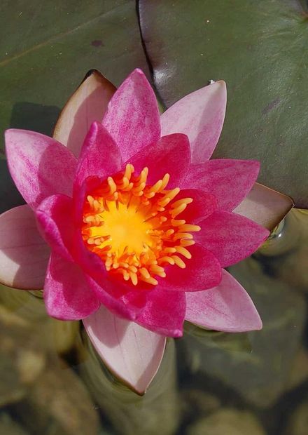 flower, red lotus, waterlily, leaf ...