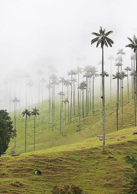 File:Valle de Cocora, Colombia 03.jpg ...