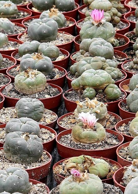 File:Lophophora williamsii pm 2.JPG ...