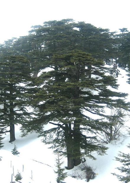 File:Forest of The cedars of God.jpg ...