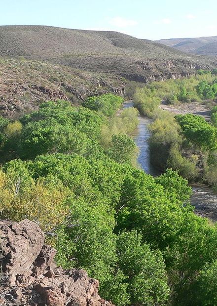 Gila Box, Gila River x Bonita Creek ...
