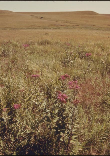 KONZA PRAIRIE ...