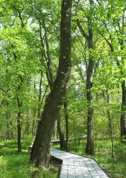 Big Oak Tree State Park Boardwalk.JPG ...