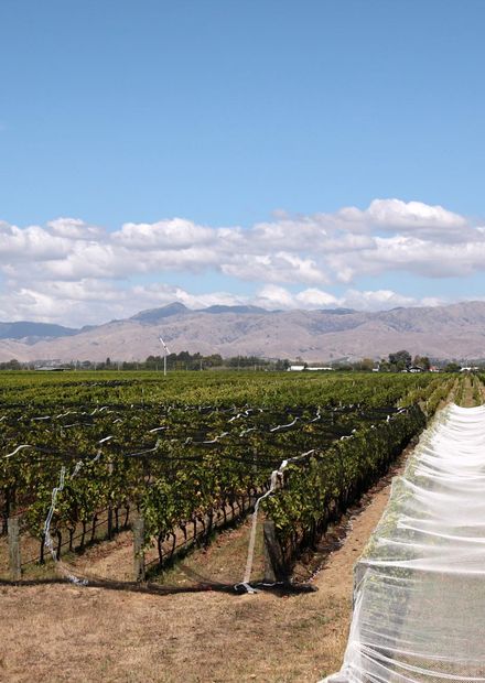 File:Marlborough vineyard nets.JPG ...