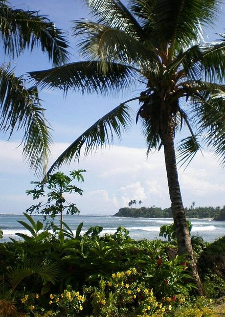 File:Samoa scenic coastline with palm ...