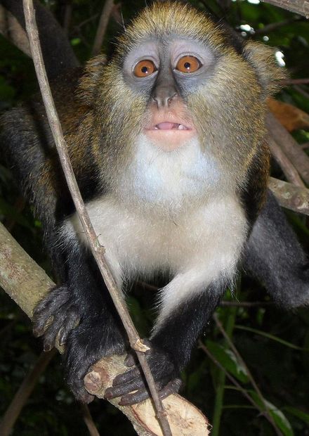 File:Cercopithecus mona, Boabeng Fiema ...