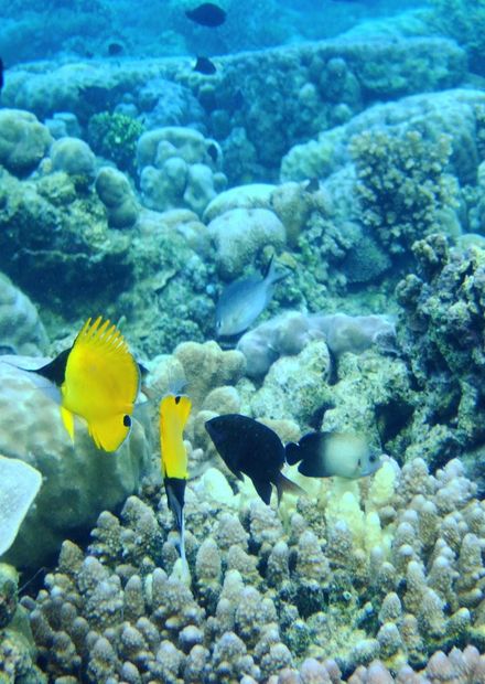 File:Bunaken Marine Park.JPG ...