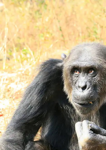 File:Wondering.JPG - Wikimedia Commons
