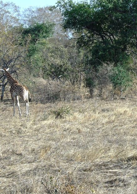 File:Troupeau de Girafe Dikala.jpg ...