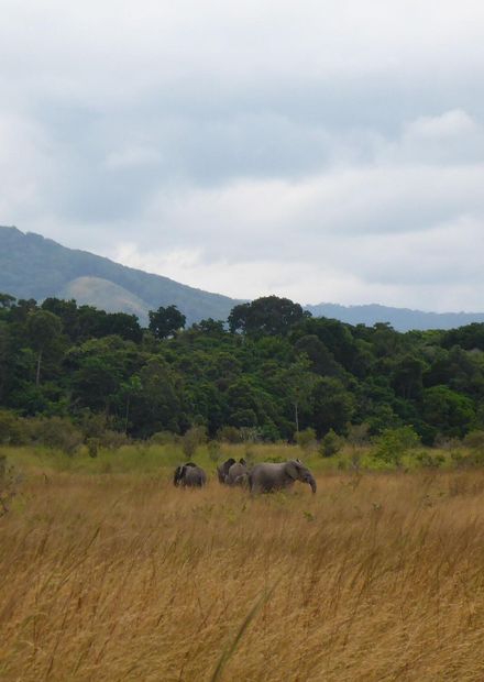 File:Elephants in Lopé National Park ...