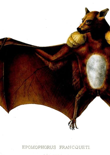 List of bats - Wikipedia