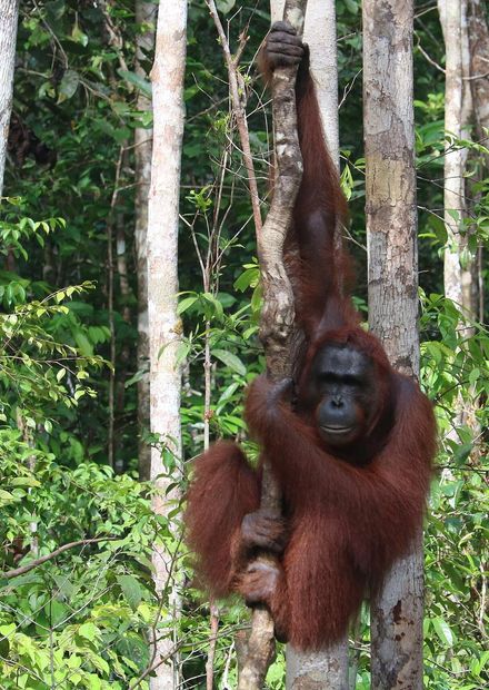 at Tanjung Puting National Park.jpg ...