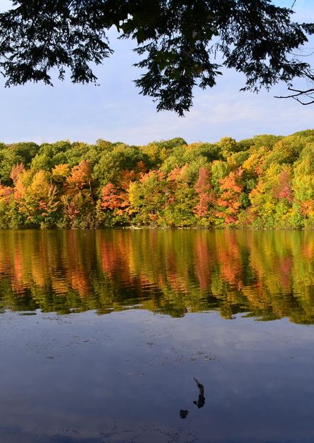 File:Foliage Reflection.jpg - Wikimedia ...