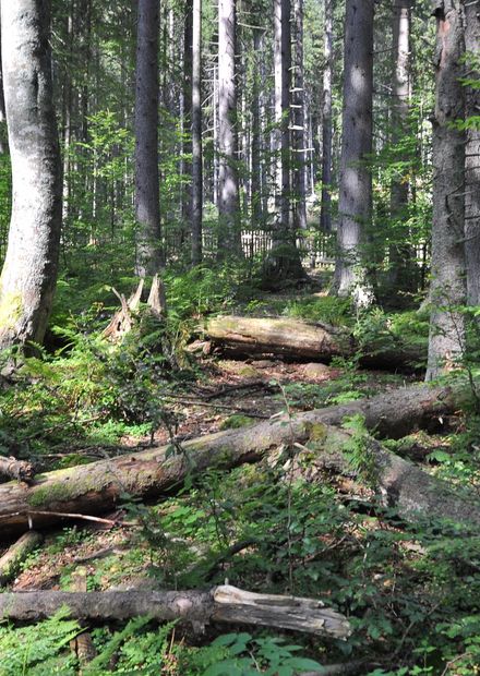 Soubor:NPR Boubínský prales 20120910 15 ...
