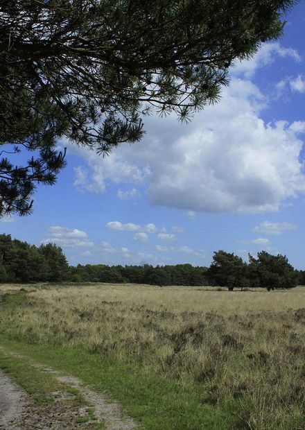 Nationaal Park Utrechtse Heuvelrug..JPG ...