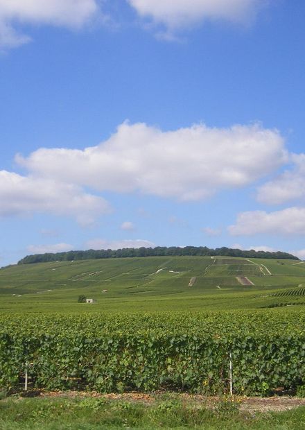 Fichier:FR-51-Landscape3.JPG — Wikipédia