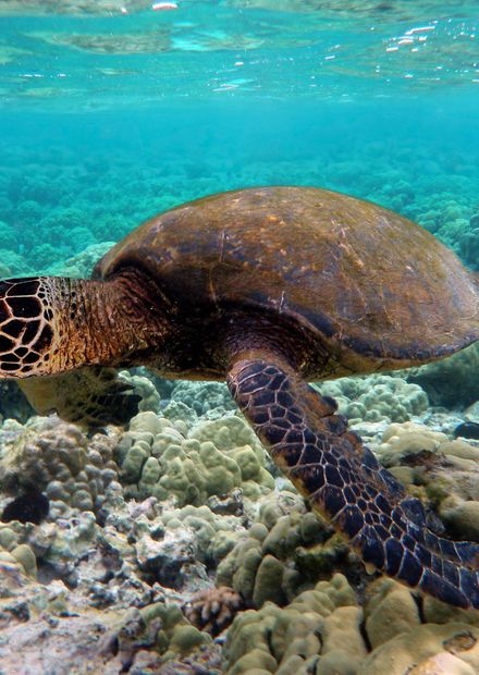 Funafuti Conservation Area - Wikipedia