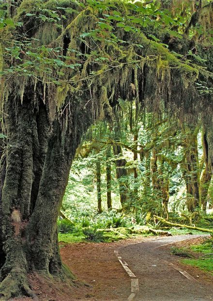 File:Hoh Rain Forest, Olympic National ...