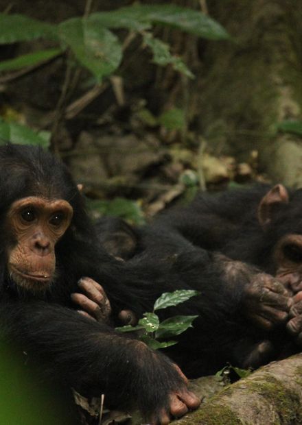 File:Chimps in Gombe.jpg - Wikimedia ...