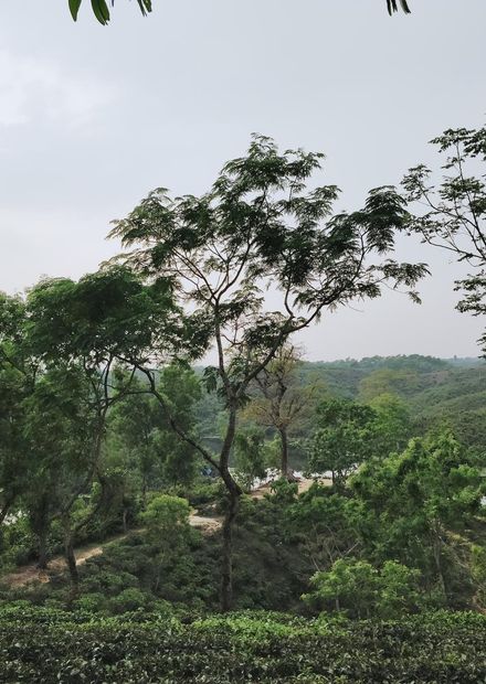 File:Madhupur National Park, Tangail ...