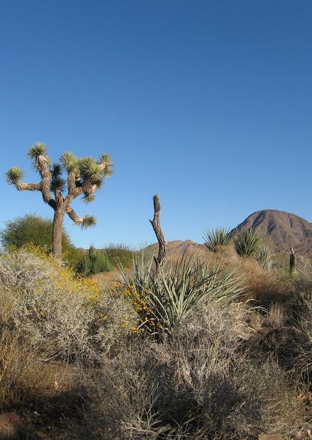 File:Living desert.JPG - Wikimedia Commons