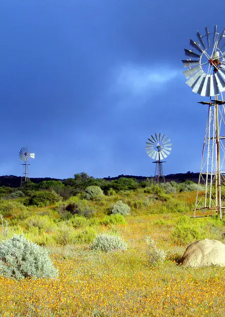 File:Namaqua park flowers pompes a eau ...
