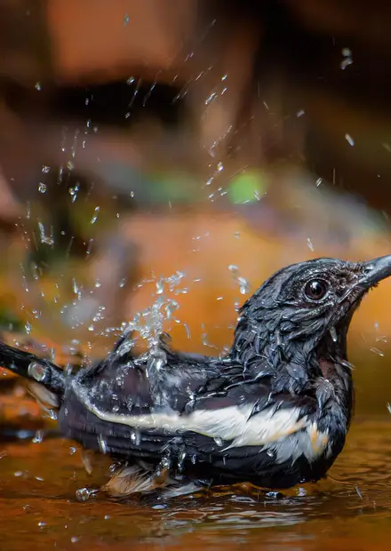 File:PHILIPPINE MAGPIE ROBIN.jpg ...