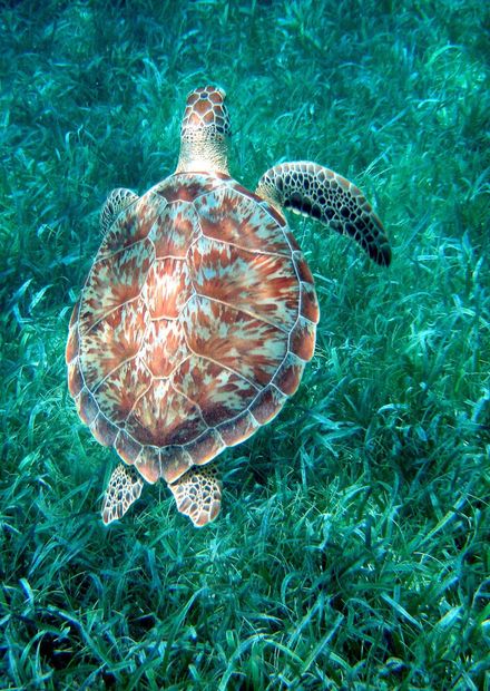 File:GreenSeaTurtle ...