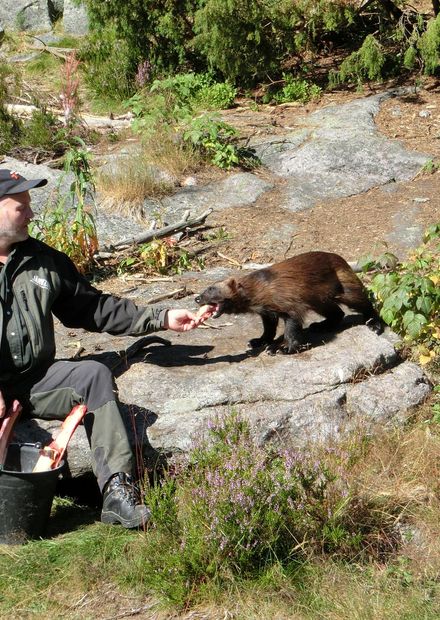 Fil:Wolverine fed jarvzoo.JPG – Wikipedia