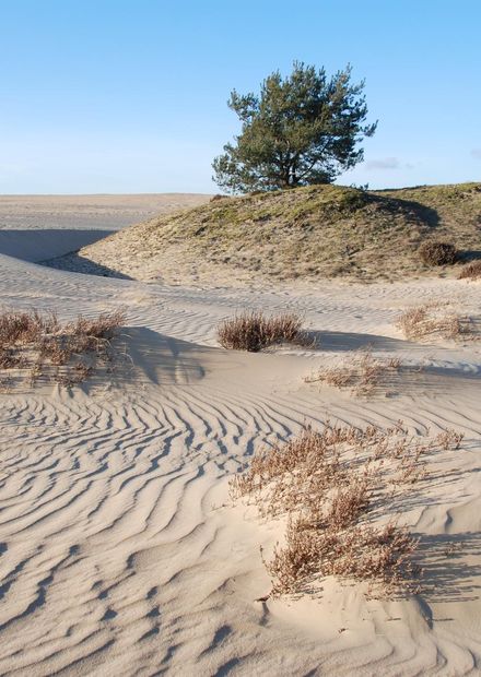 File:Windformations at the sanddunes of ...