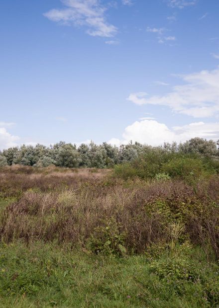 File:Oostvaardersplassen Flevoland ...