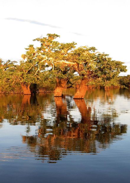 File:Cuyabeno-lake.jpg - Wikipedia