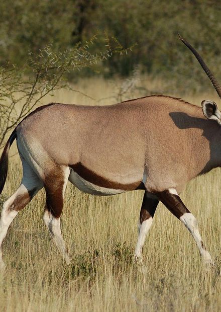 File:Oryx gazella -Etosha National Park ...