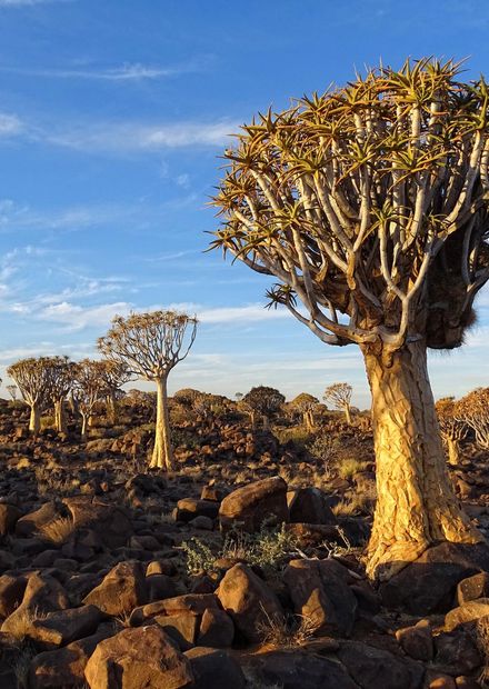 Quiver Tree Forest - Wikipedia