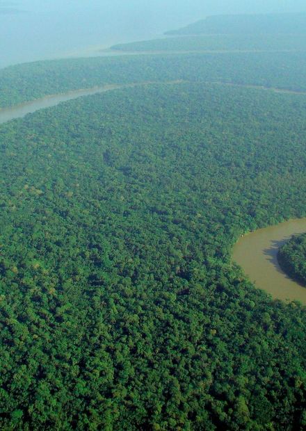 Ficheiro:Aerial view of the Amazon ...