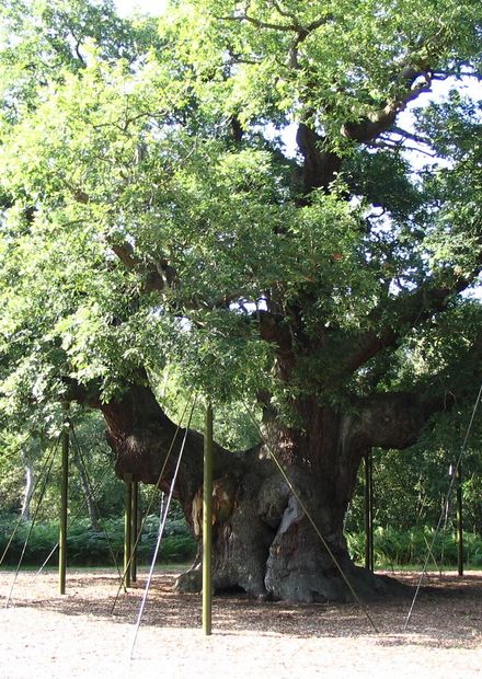 Oldest tree in Sherwood Forest park.JPG ...