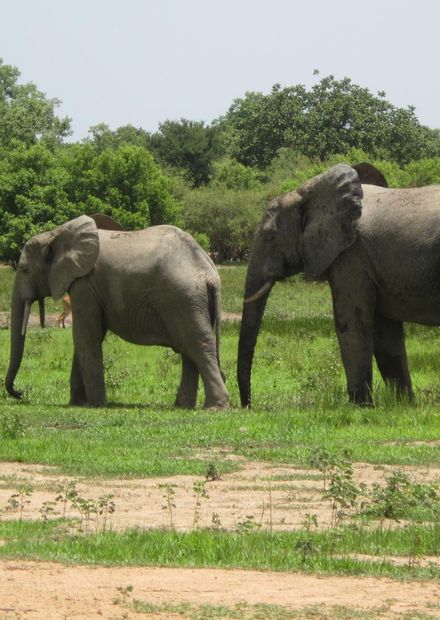 File:Ghanaian wildlife.JPG - Wikimedia ...