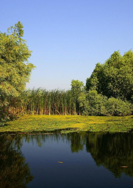 File:Danube Delta - Delta Dunarii ...