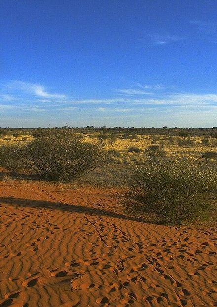 File:Kalahari PICT0036.JPG - Wikimedia ...
