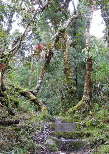 Archivo:Podocarpus Ecuador211.JPG ...