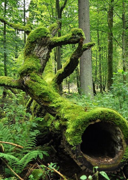 File:Bialowieza National Park in ...
