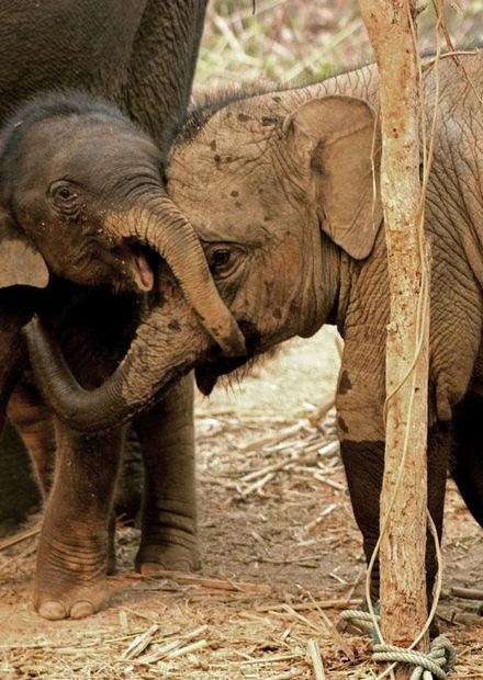 Elephant Conservation Center (Laos).jpg ...