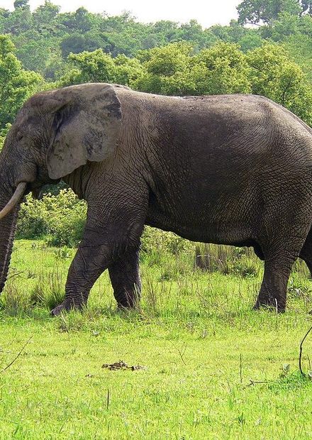 File:Elefant Ghana.jpg - Wikimedia Commons