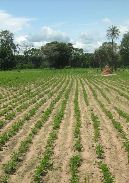 Senegal - Wikipedia, entziklopedia askea.