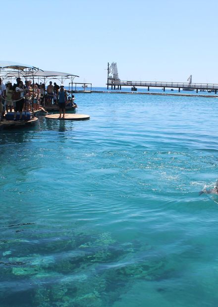 File:DOLPHIN REEF EILAT, ISRAEL- It is ...
