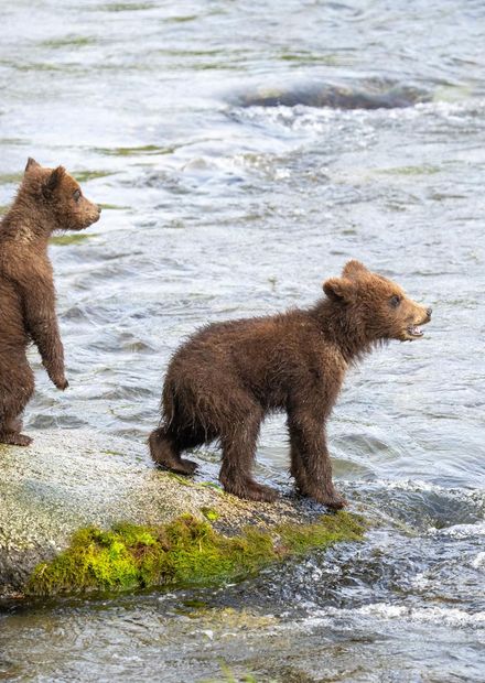 Katmai National Park's Fat Bears ...