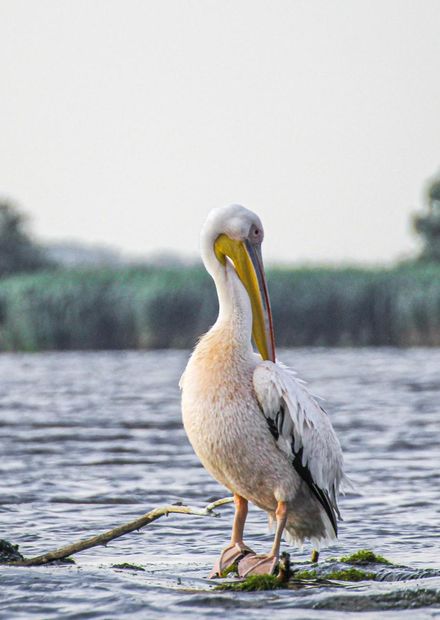 File:Pelicans at the Danube Delta ...