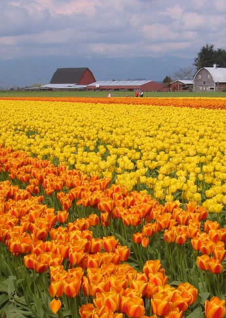 File:Skagit Valley 1.JPG - Wikimedia ...