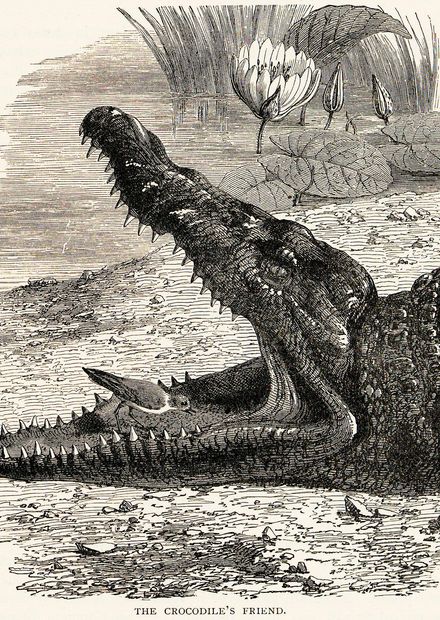 Nile crocodile - Wikipedia